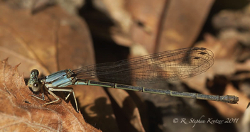 Argia apicalis, female